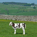 young calf by shirleybankfarm