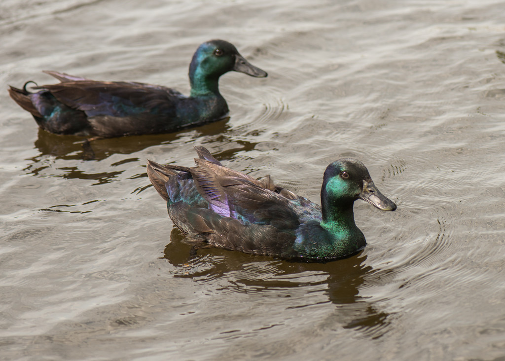 Ducks at the Mill Pond by dridsdale