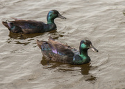 17th Jul 2016 - Ducks at the Mill Pond