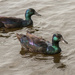 Ducks at the Mill Pond by dridsdale