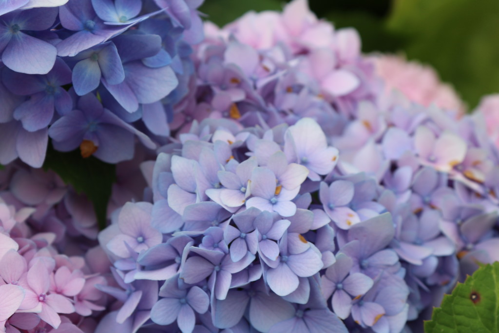 Hydrangea by edorreandresen