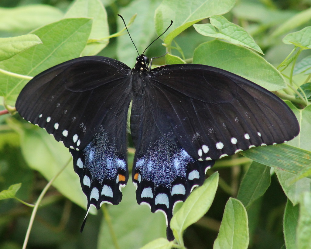 Spicebush Swallowtail by cjwhite