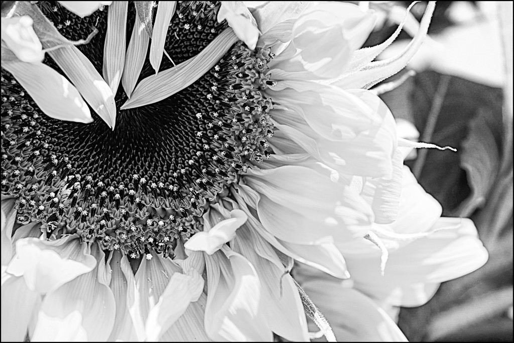 Sunflower in the Style of Fan Ho by olivetreeann