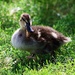 Baby Duck  by randy23