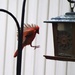 Backyard birds by randy23