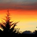 Backyard sunset by randy23