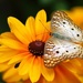 Butterfly  by randy23