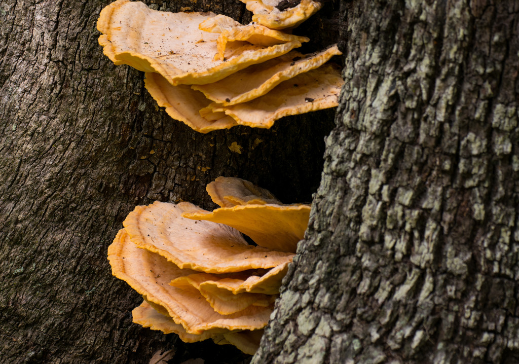 Fungi on the Trees! by rickster549