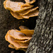 Fungi on the Trees! by rickster549