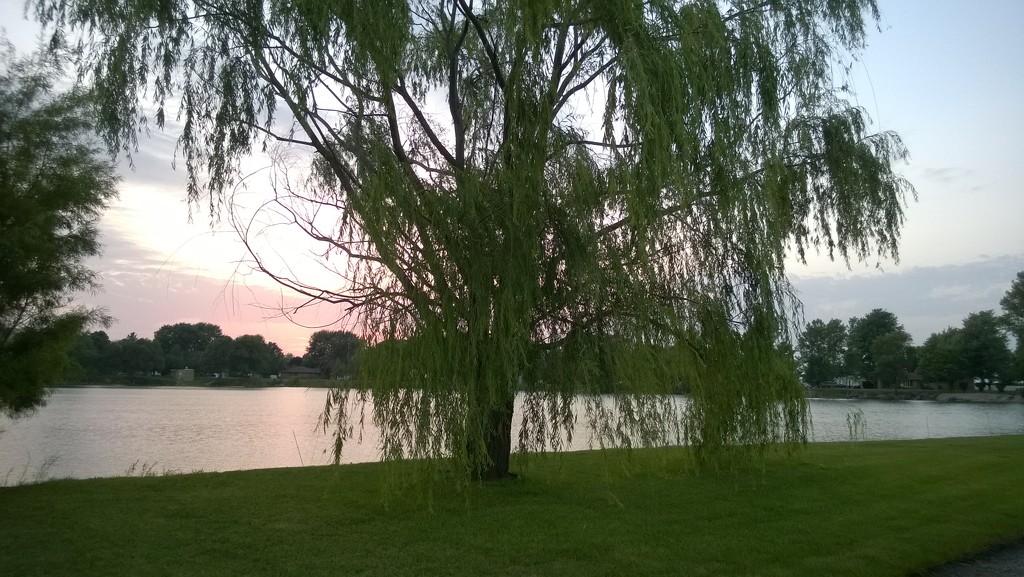 Weeping Willow  by scoobylou