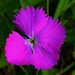 Dianthus Flower + Ants ~ by happysnaps