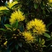 Golden Penda Flower ~ by happysnaps