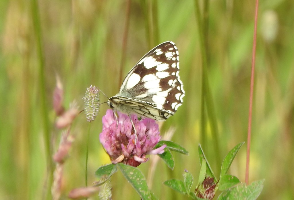 Marbled White by oldjosh