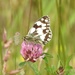 Marbled White by oldjosh