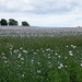 a field of poppies  by quietpurplehaze