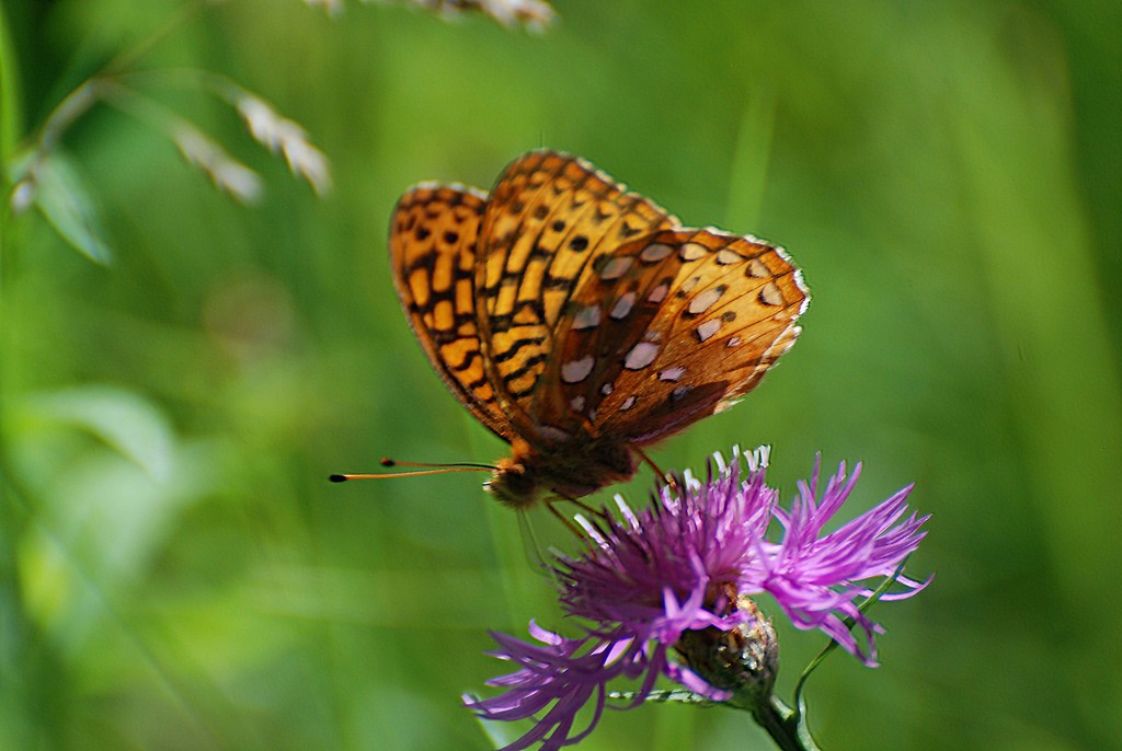 Butterfly  by farmreporter