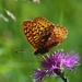 Butterfly  by farmreporter