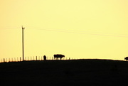 8th Jul 2016 - Cattle at Sunset