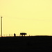 Cattle at Sunset by nickspicsnz