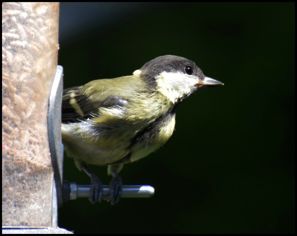 Young great tit by rosiekind