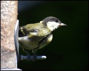 18th Jul 2016 - Young great tit