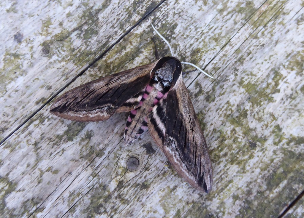 Moths of Brittany 1 Privet hawk moth by steveandkerry