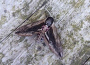 18th Jul 2016 - Moths of Brittany 1 Privet hawk moth