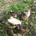 Ducklings by davemockford