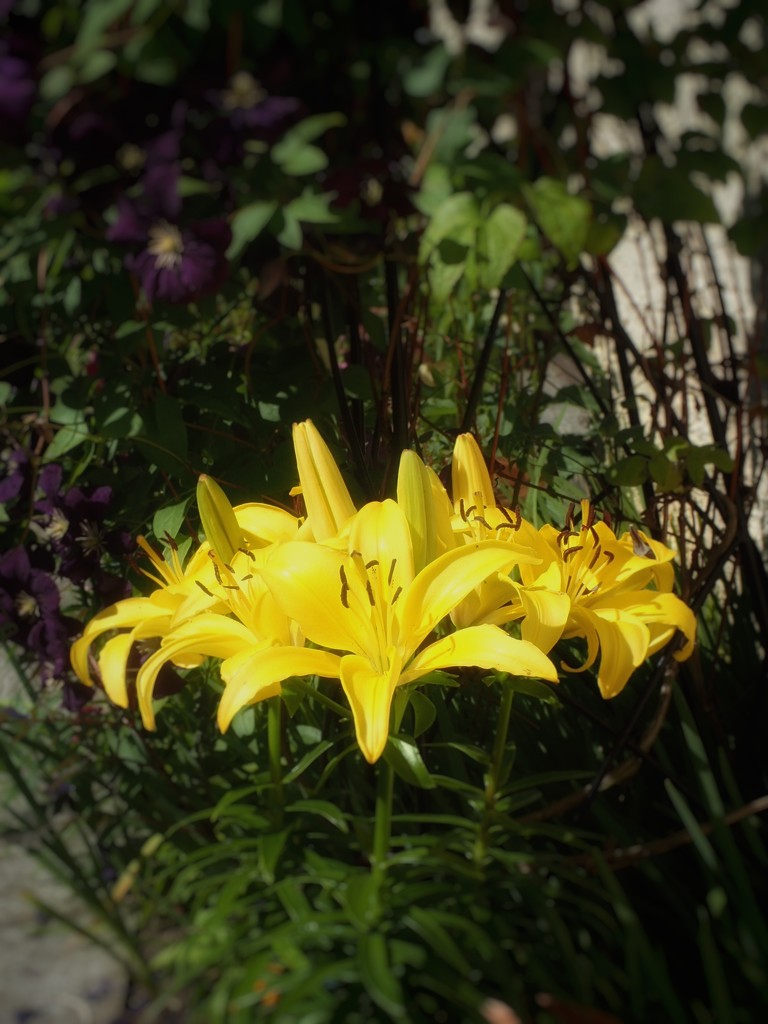 Yellow Lilies (I'm Walking on Air) by mattjcuk