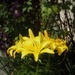 Yellow Lilies (I'm Walking on Air) by mattjcuk