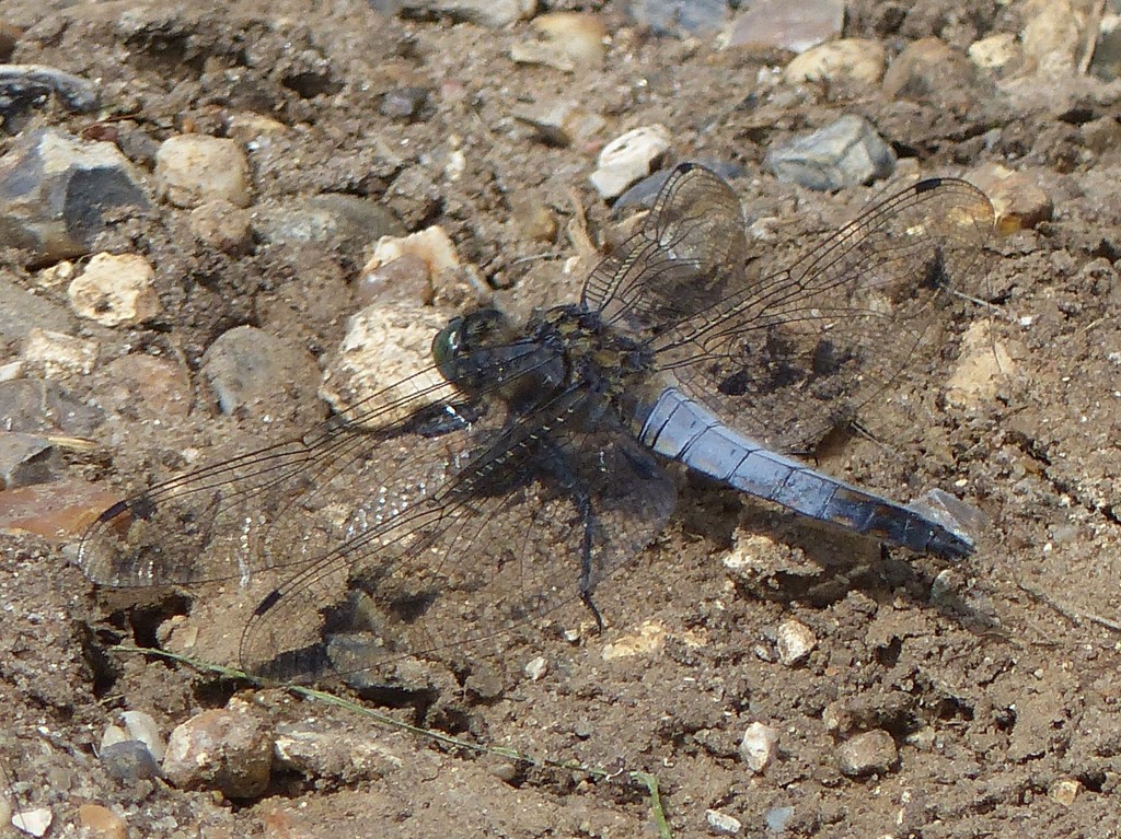  Dragonfly - Broad Bodied Chaser (male)  by susiemc