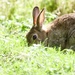 Young Rabbit by padlock