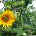 A sunflower in the treetops by lucien