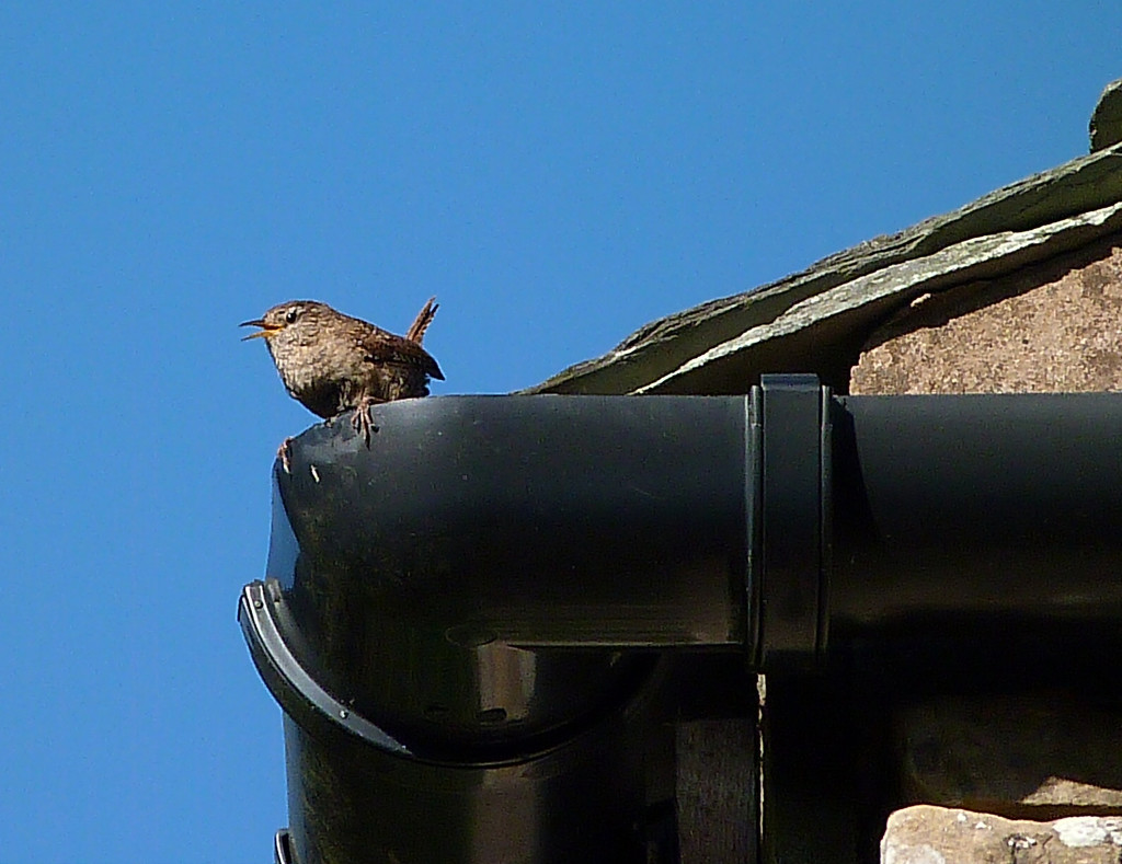 Angry Wren by shirleybankfarm