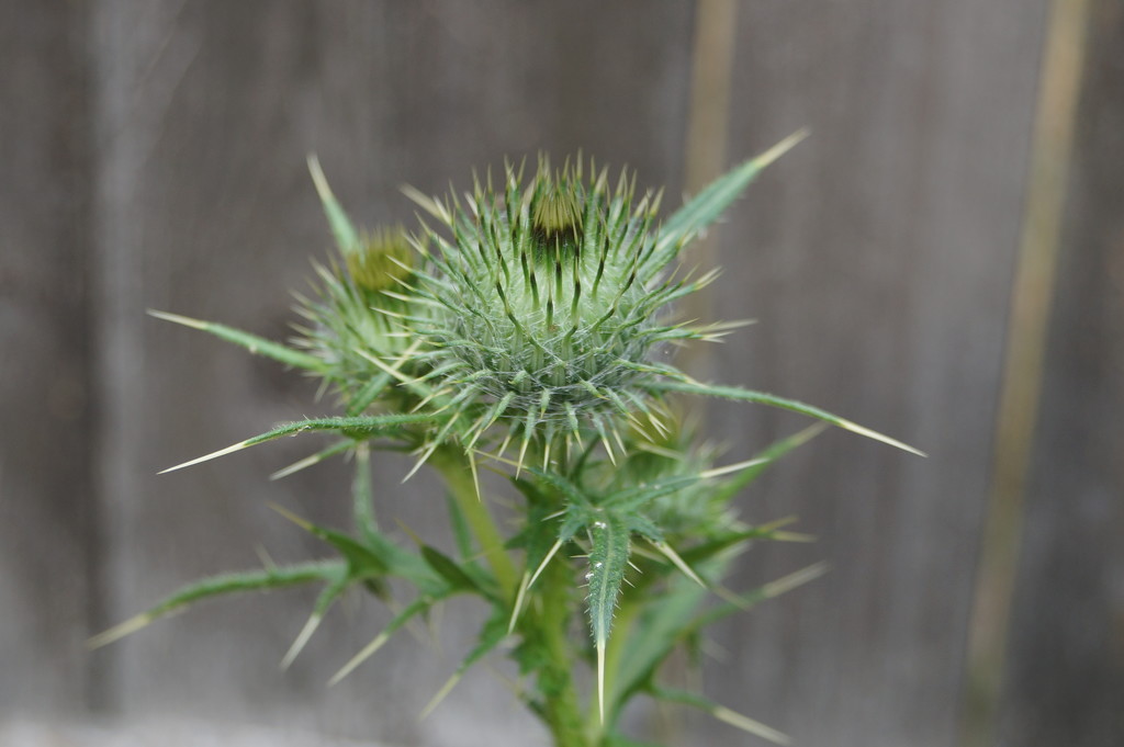 Thistle Bud by meotzi