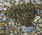 18th Jul 2016 - 204 - Seaweed Bouquet