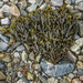 204 - Seaweed Bouquet by bob65