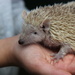 Hedgehog by cookingkaren