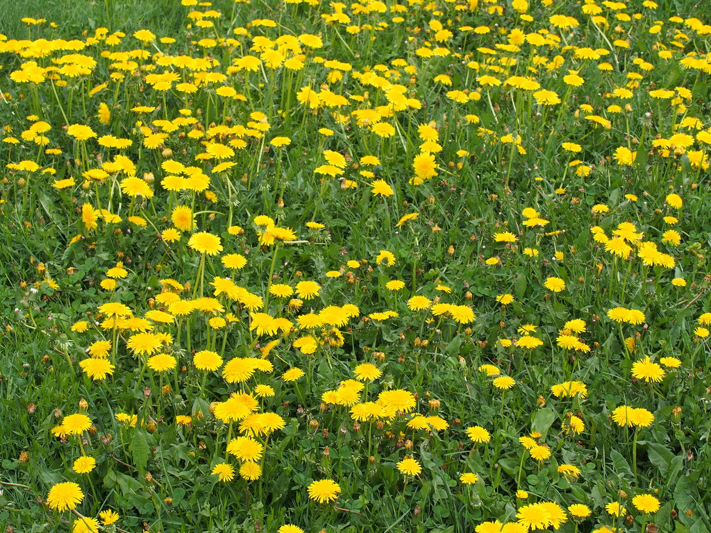 Field of Dandelions by selkie