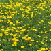 Field of Dandelions by selkie