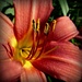 Day Lily by judithdeacon