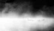 18th Jul 2016 - foggy ducks