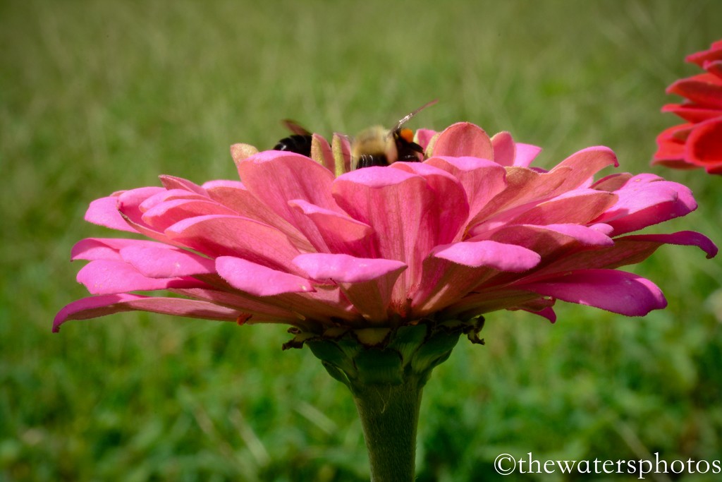 Zinnia and friends by thewatersphotos
