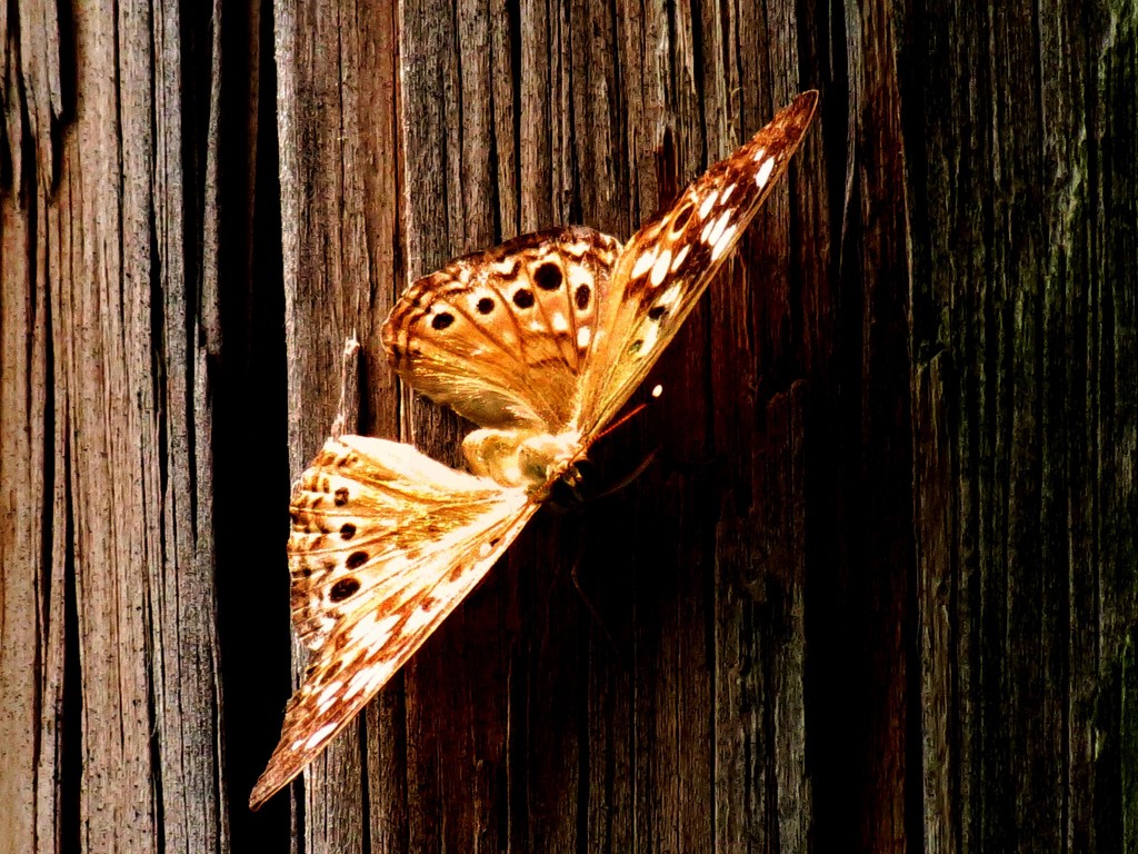 Climb Aboard A Butterfly by grammyn