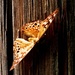 Climb Aboard A Butterfly by grammyn