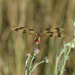 Halloween Pennant by annepann