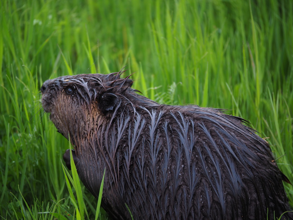 Wet Beaver! by selkie