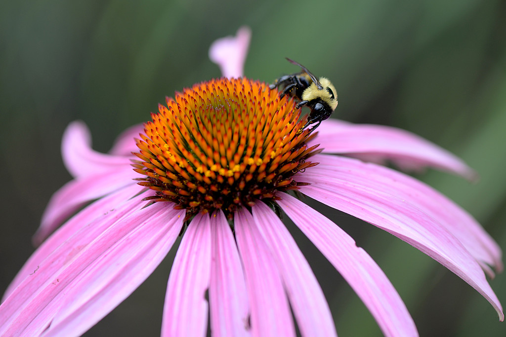Echinacea and the bee! by fayefaye