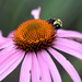 Echinacea and the bee! by fayefaye