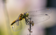 17th Jul 2016 - smiling dragonfly